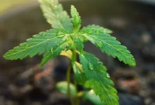 Cannabis Online