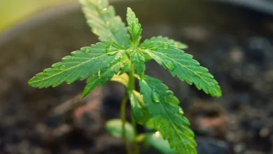 Cannabis Online