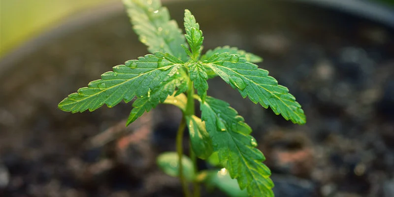 Cannabis Online