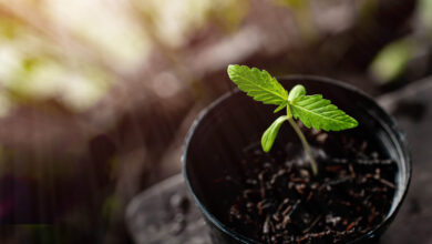 Cannabis Sämling Licht