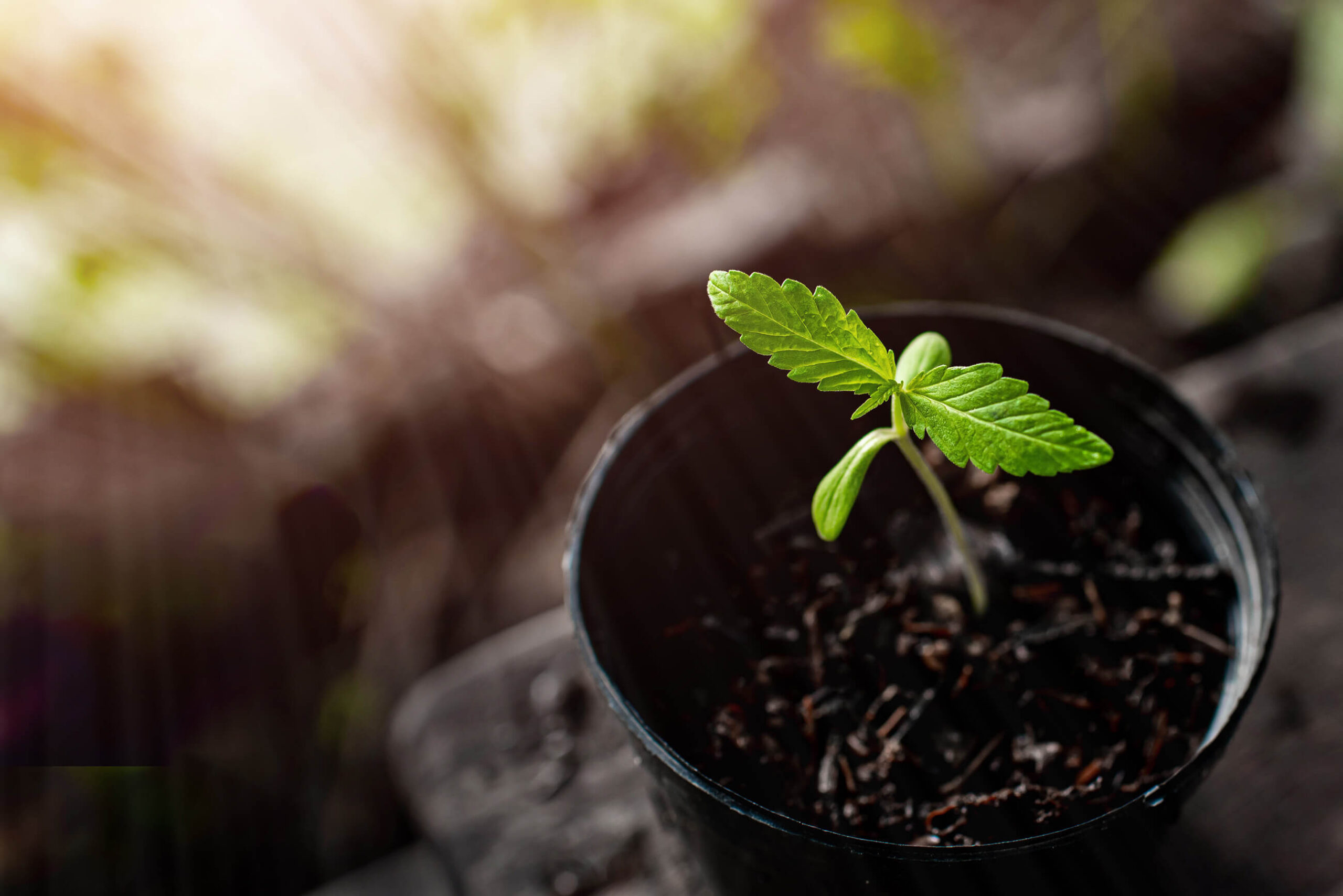 Cannabis Sämling Licht